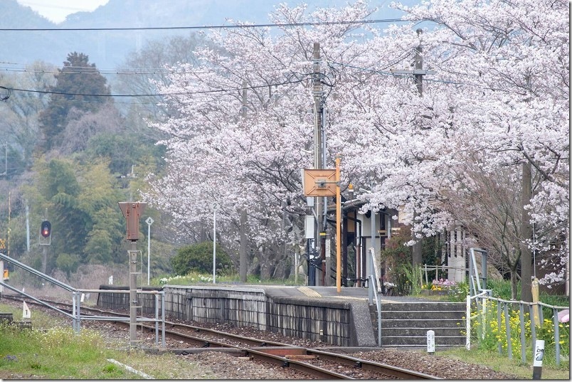 田川方面の踏切から採銅所駅の駅舎と満開の桜、撮影スポット