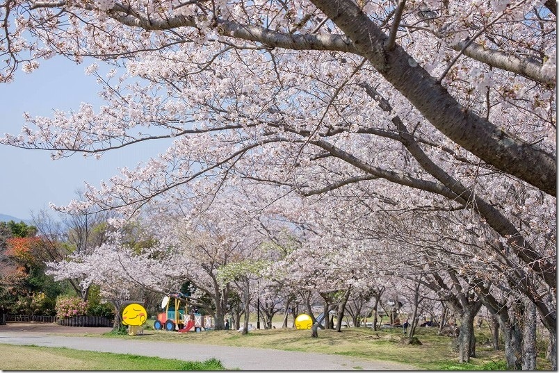 西油山中央公園の桜並木【福岡市早良区】 ほぼ満開