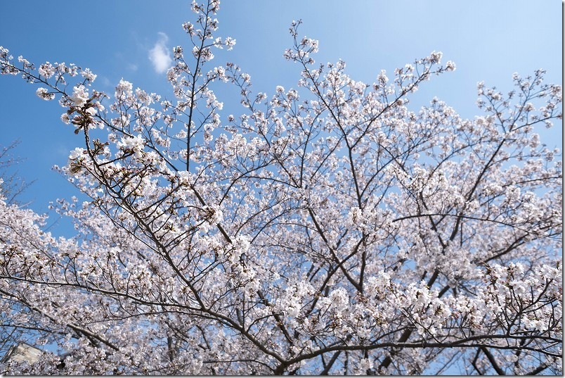西油山中央公園の桜 開花状況 4/2時点 8分咲き