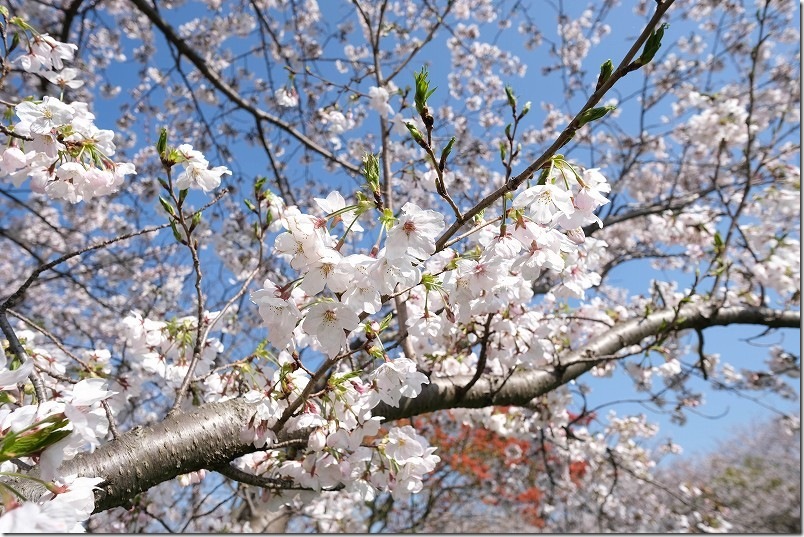 室見川・金武アメンボ池公園の桜開花状況 【2026年4月2日】開花状況