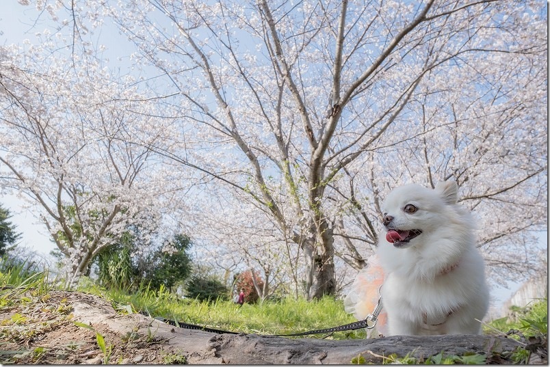 室見川・金武アメンボ池公園の桜開花状況 【2026年4月2日】開花状況 室見川・金武アメンボ池公園の桜開花状況 【2026年4月2日】開花状況