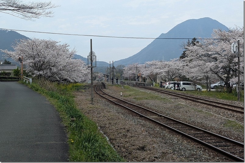 田川方面の踏切から採銅所駅と桜を撮影