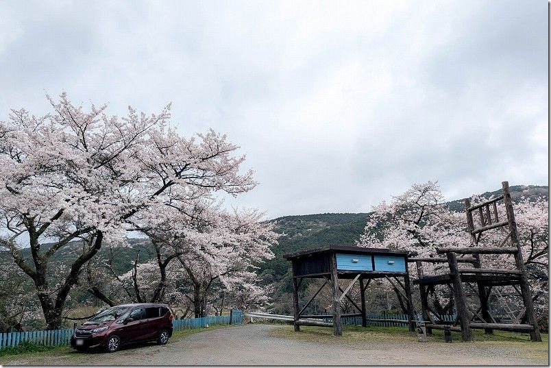 大きな椅子・大きな机の桜が見頃（福岡県豊前市）
