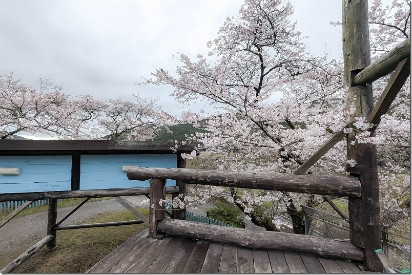 大きな椅子の上 大きな机と桜が真横