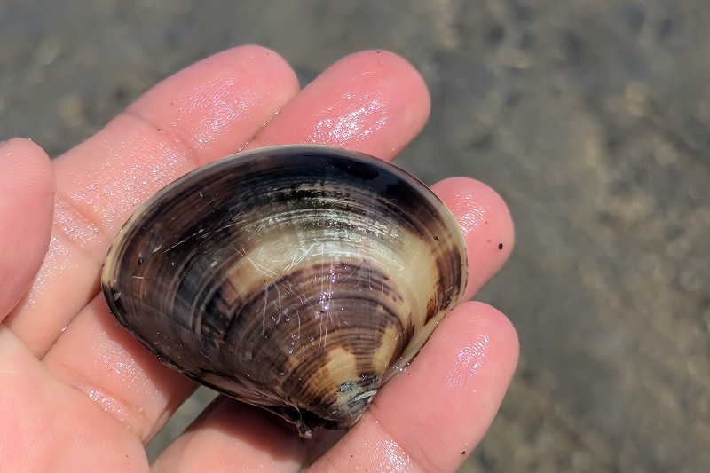 2026年室見川の潮干狩り速報！70分でハマグリ・アサリが大量｜干潮時の引き具合も解説