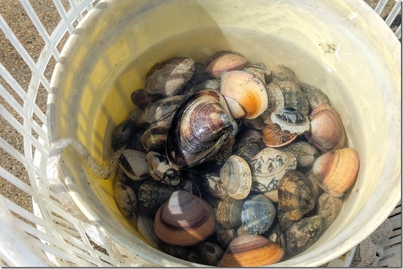 室見川で70分の潮干狩りで取れた貝｜ハマグリ・アサリを含む2026年4月17日 室見川 潮干狩り速報