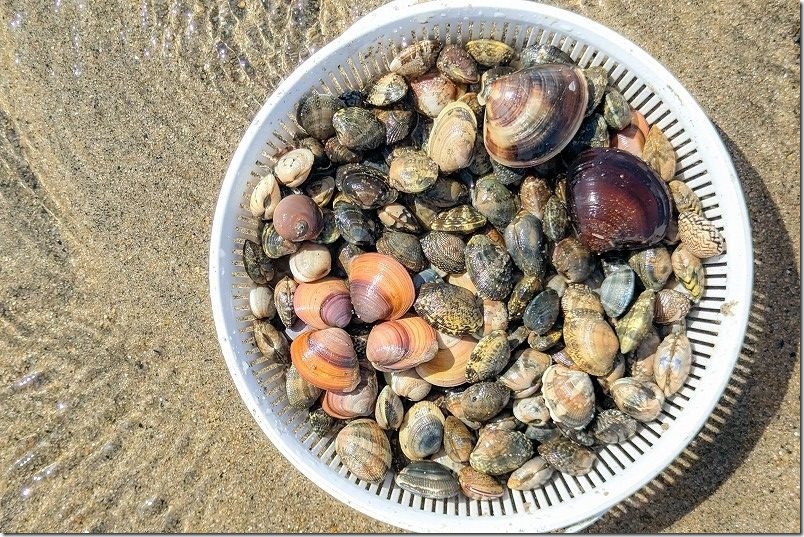 室見川で70分の潮干狩りで取れた貝の量