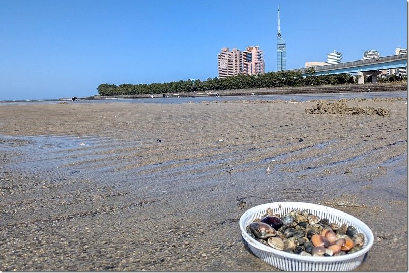 室見川 2026年も潮干狩り