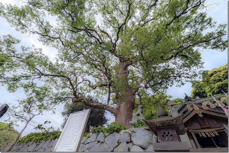 糸島「六所神社」 鳥居をくぐってすぐ手前にある1号木は、高さ30メートル