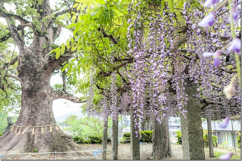 糸島「六所神社」の藤棚と大楠｜4月下旬の光景