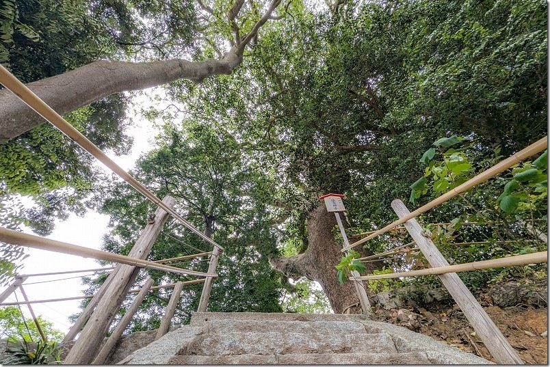 糸島「六所神社」の木を下から見上げると巨大！パワースポットの大楠