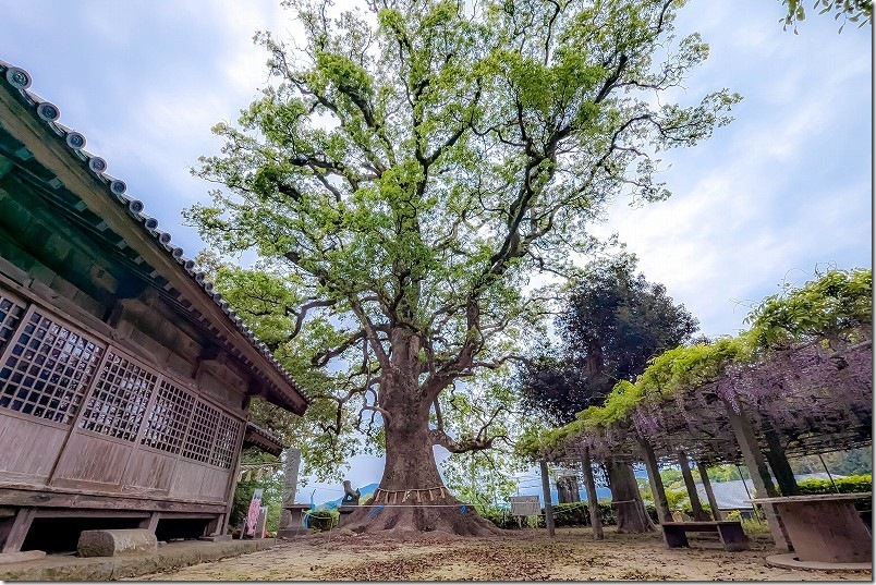 糸島・六所神社の藤棚が見頃終盤へ｜樹齢800年の大楠と4月下旬の開花状況【2026年】