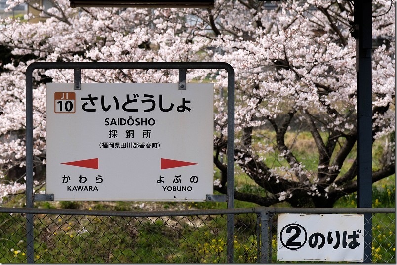 採銅所駅の桜の開花状況 2026/03/30時点の満開の桜