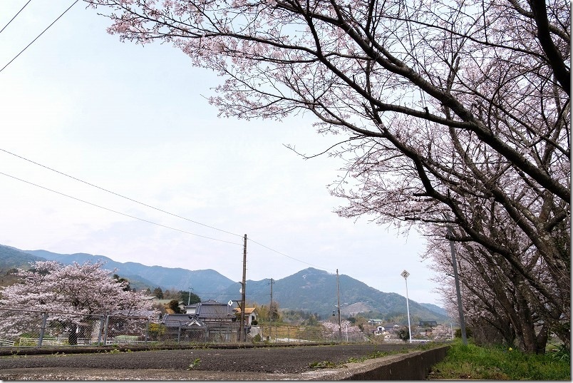 採銅所駅の小倉方面のホーム端から桜を撮影