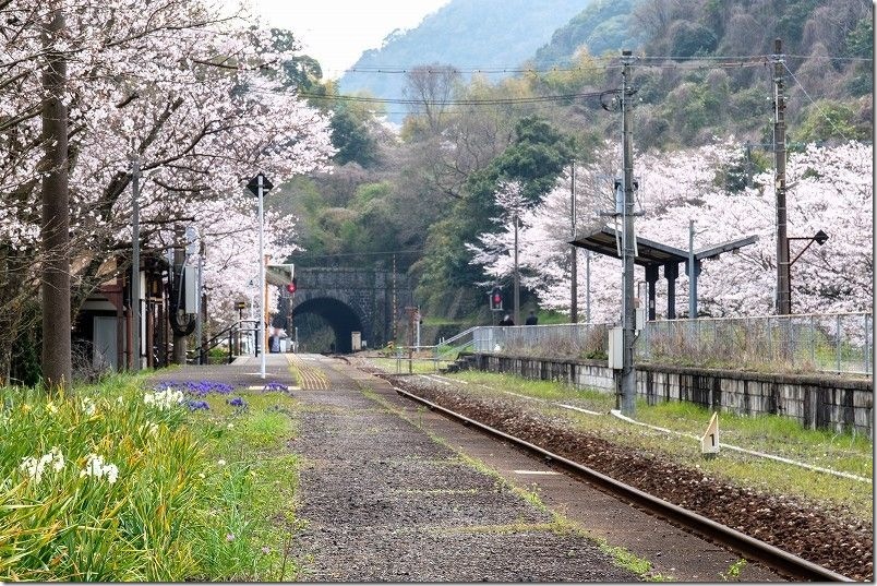 採銅所駅の小倉方面のホーム端から桜を撮影、ムスカリ、水仙と一緒に