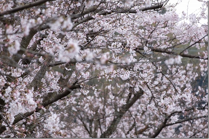 採銅所駅の桜の開花状況 2026/03/30時点の8部から満開の桜