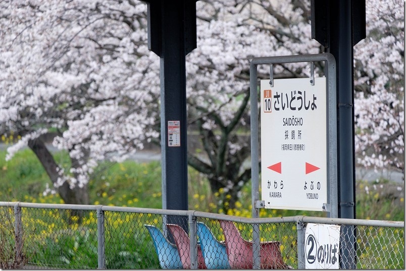 小倉方面のホーム端から駅名標と満開の桜