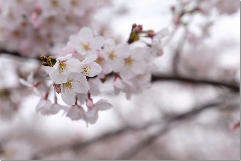 赤駅周辺の桜の開花状況（2026年3月30日）