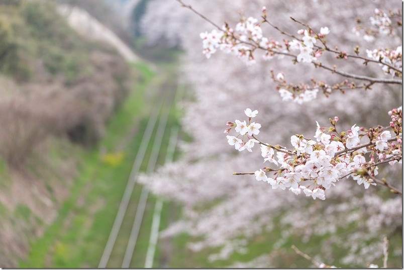 赤駅周辺の桜の開花状況（2026年3月30日）