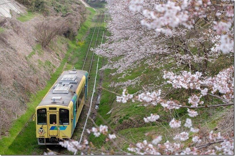 平成筑豊鉄道の黄色い列車と満開の桜、赤駅近く