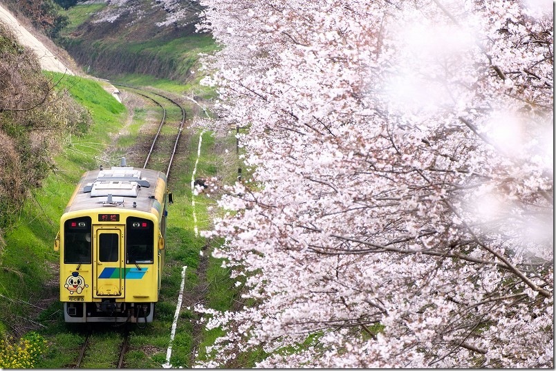 平成筑豊鉄道の黄色い列車と満開の桜、赤駅近く（直線の線路を進む列車）
