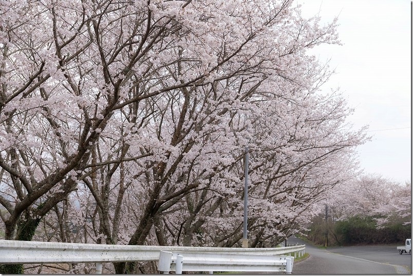 平成筑豊鉄道 赤駅近くの桜の林