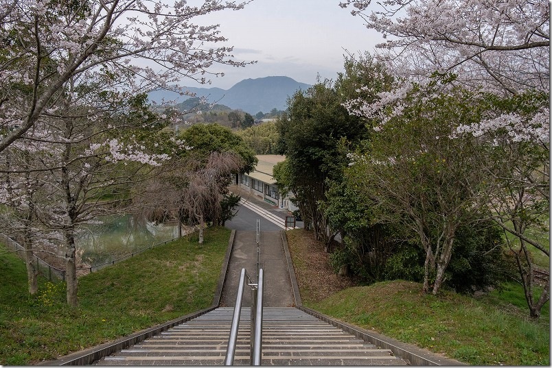 赤駅の駅舎から階段を登る（桜並木が広がる）