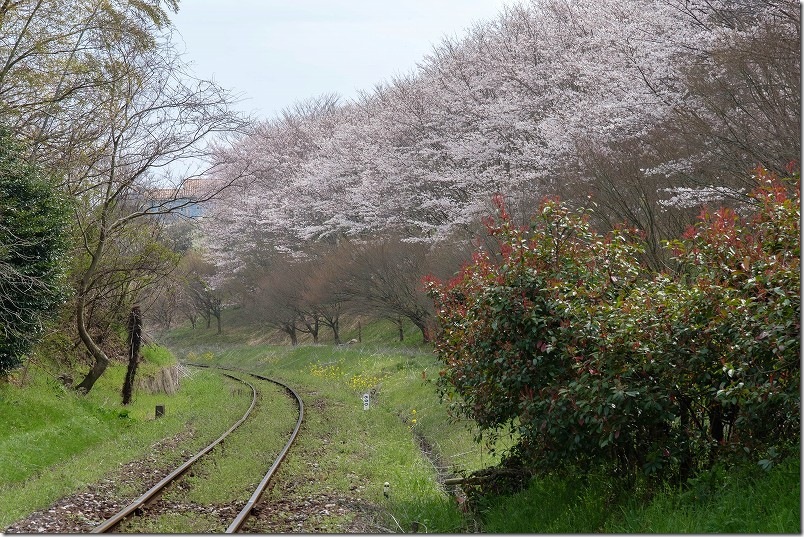 赤駅のホームから見た桜 平成筑豊鉄道