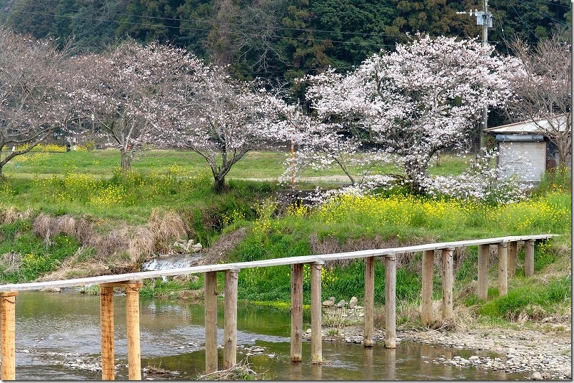 木製の人道専用の木橋「三十田橋」 今川の桜並木と菜の花