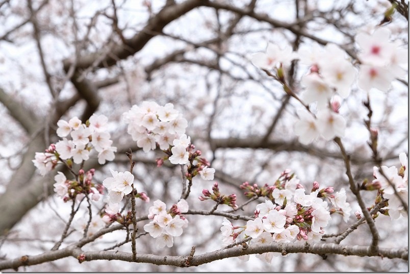 今川の桜並木と菜の花開花状況｜三十田橋付近の桜並木（2026年3月31日）