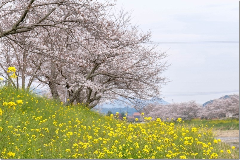 今川の桜並木と菜の花開花状況｜三十田橋付近の桜並木（2026年3月31日）