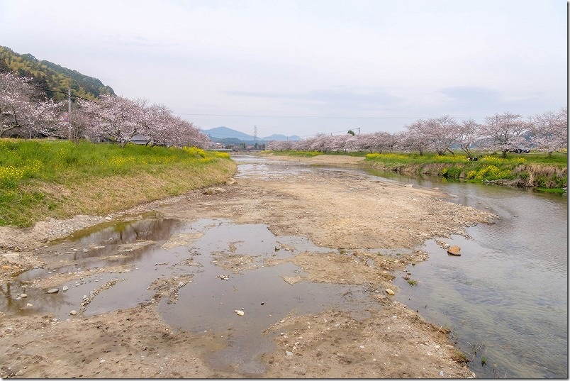 人道専用の木橋「三十田橋」の中央付近から今川の桜並木と菜の花（2026年3月31日）
