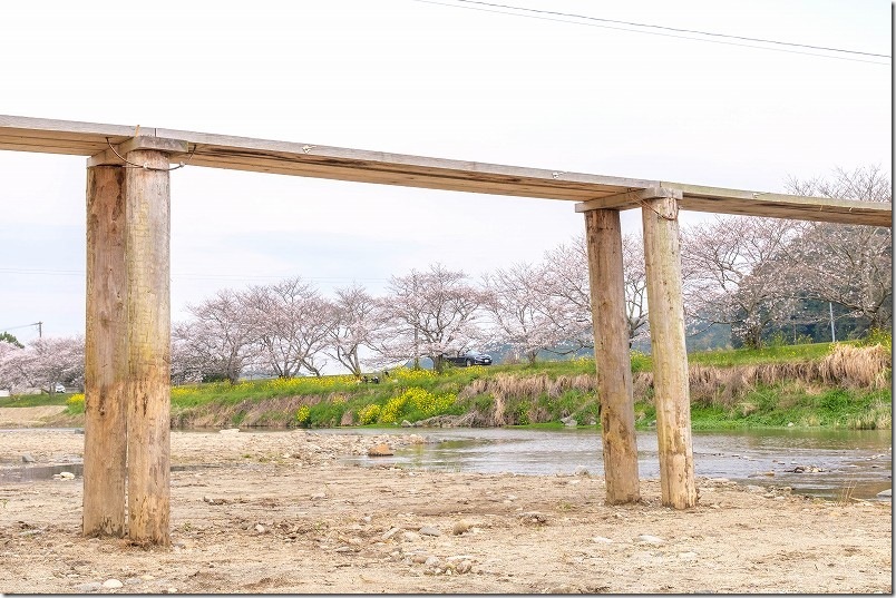 【2026年】今川の桜並木と菜の花｜三十田橋の木橋を渡る春絶景（平成筑豊鉄道 崎山駅から徒歩散策）