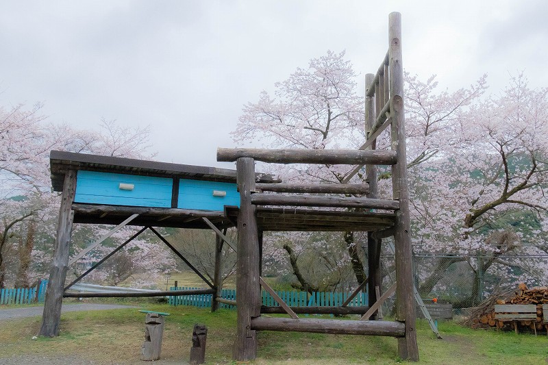 大きな椅子・大きな机の桜が見頃｜高さ7mの椅子・高さ6mの机【福岡県豊前市】