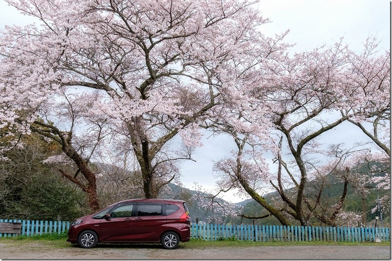 大きな椅子・大きな机の桜、車と桜の対比・大きさ