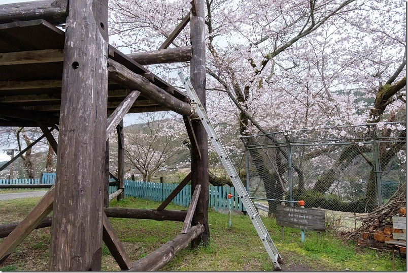 大きな椅子にハシゴで登ってみる！ 桜景色 福岡県豊前市