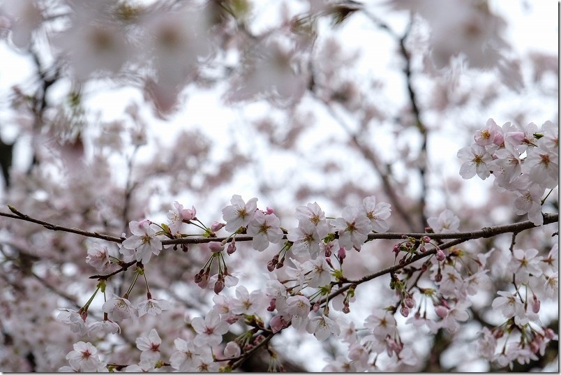 大きな椅子・大きな机の桜 開花状況（2026年3月31日）