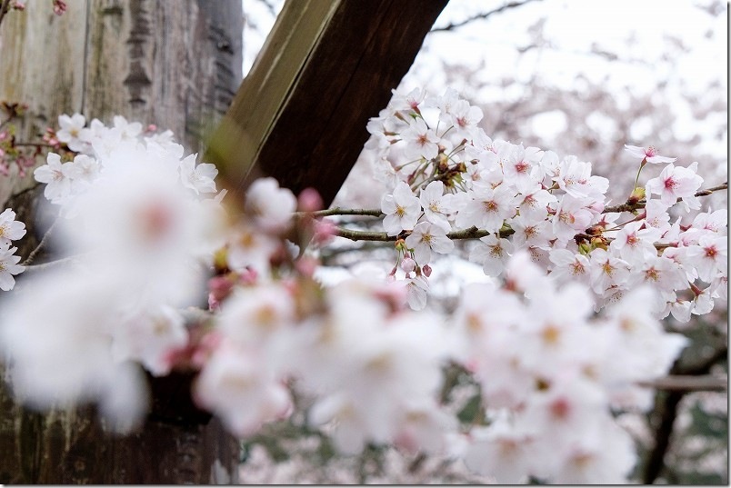 大きな椅子・大きな机の桜 開花状況（2026年3月31日） 福岡県豊前市