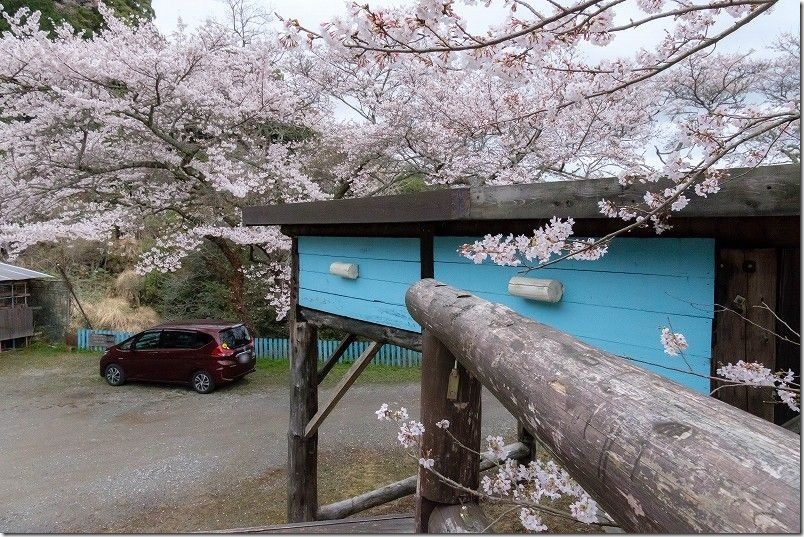 大きな椅子に登って桜鑑賞 大きな机と桜