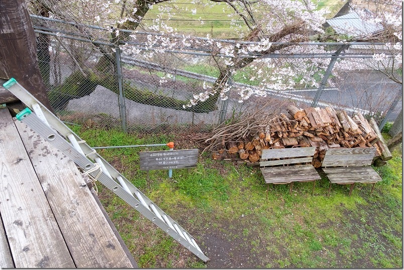 大きな椅子にハシゴで登った 桜景色 福岡県豊前市