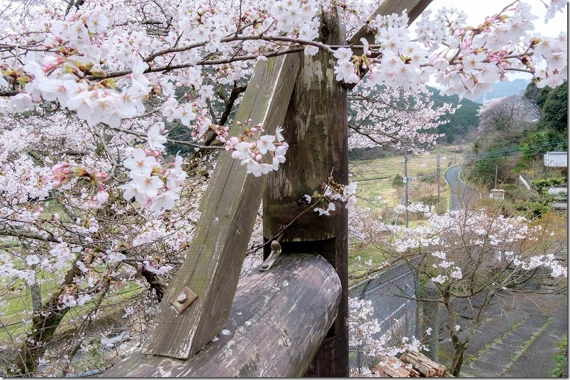 大きな椅子に登って桜鑑賞 桜景色と田舎の田園風景を見下す 福岡県豊前市