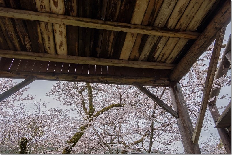 大きな机の下から桜を見上げる 大きな椅子・大きな机の桜
