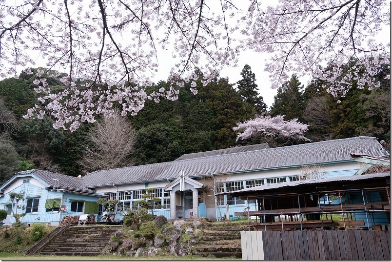 福岡県豊前市の大きな椅子・大きな机（旧上川底小学校の跡）の桜