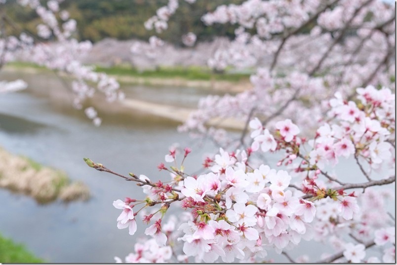 今川の桜並木と菜の花開花状況｜三十田橋付近の桜並木（2026年3月31日）