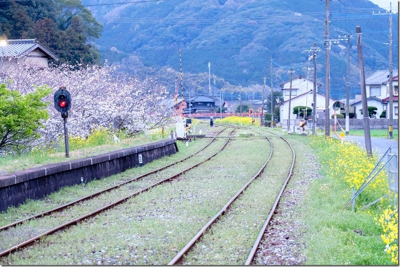 平成筑豊鉄道 崎山駅 桜と菜の花