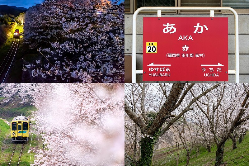 【2026年】赤駅の桜と列車を撮る｜平成筑豊鉄道・外山跨線橋ほか撮影スポット＆昼・夜の実写レビュー（福岡県赤村）