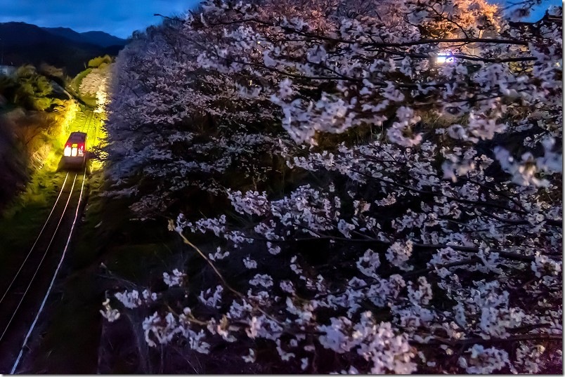 平成筑豊鉄道の列車と夜桜、赤駅近く