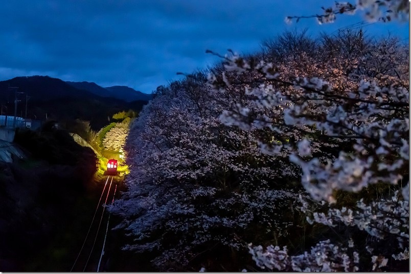 平成筑豊鉄道の列車と夜桜、赤駅近く