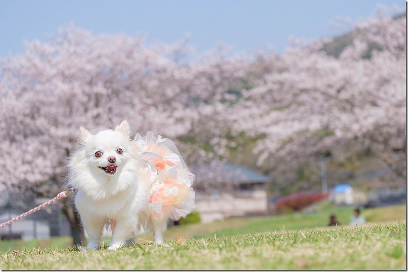 西油山中央公園の遊具や芝生広場あり、犬と散歩も