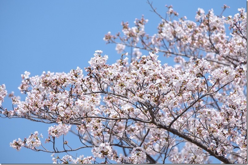 西油山中央公園の桜 開花状況 4/2時点 7分咲き